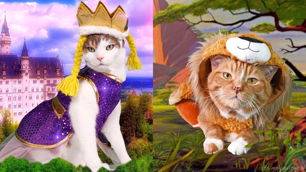 Dressing up my Cats in Holoween Costumes