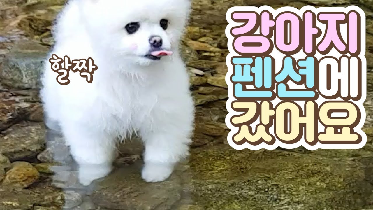 강아지 펜션을 가고 계곡도 놀러갔어요🐳