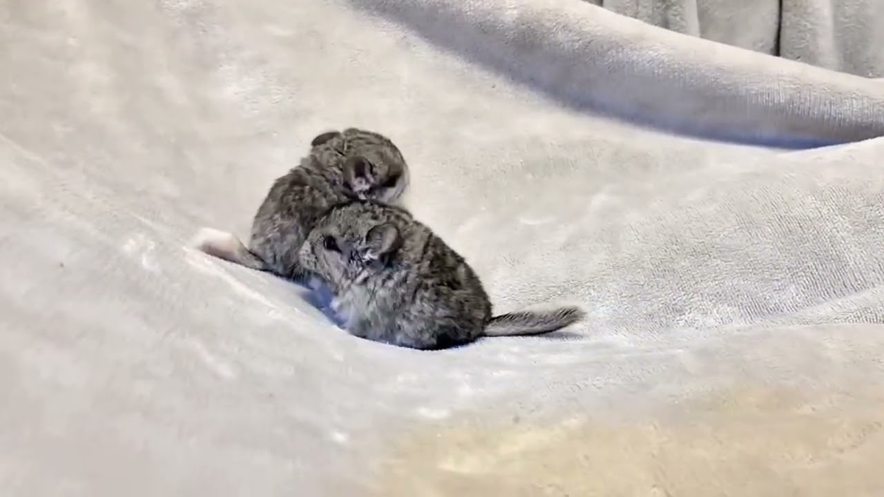 あかちゃんチンチラ誕生