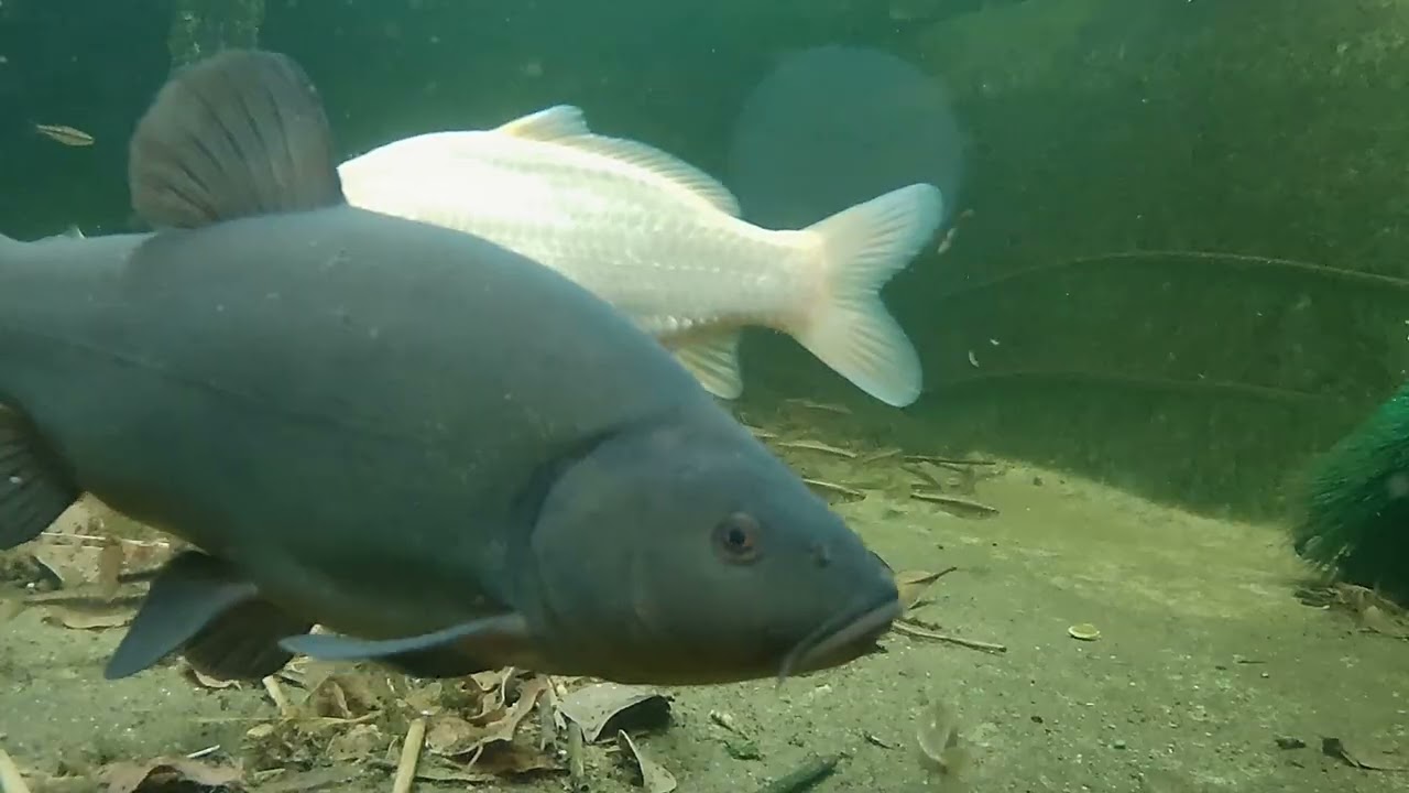 Teichgeflüster 3 2026-02-21  Mitte Februar  2 Grad mehr