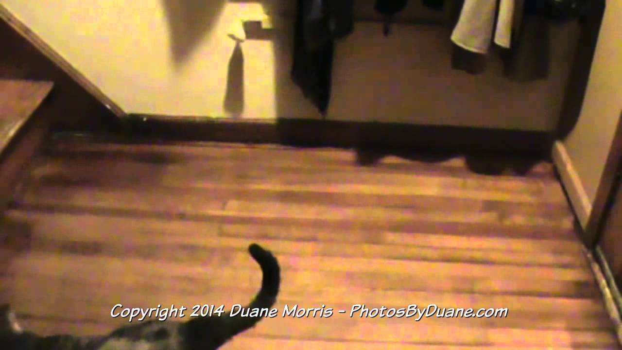 My Cat Caught Peeing On The Floor