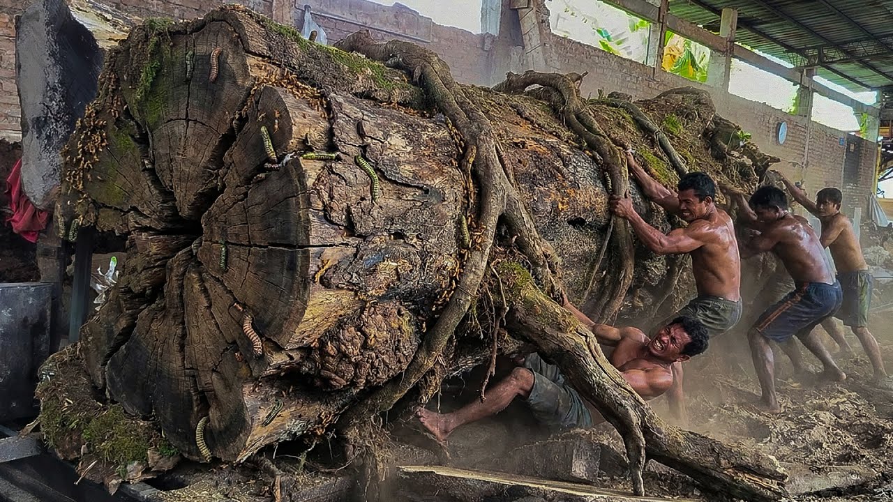 Extreme workers split planks from super giant rain tree from the Amazon forest!!