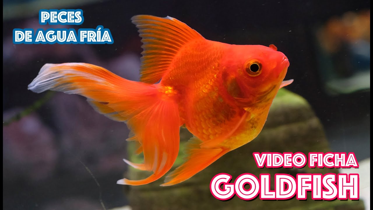 Cuidados del pez Goldfish 🐟  Acuarios para peces de agua fría  🎥  VIDEO FICHA