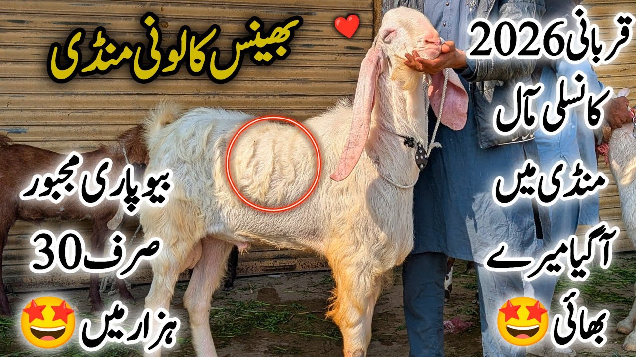 Bhains Colony Bakra Mandi Karachi Cattle Latest Rates Update 15 January 2026 ||Bakra Eid Season 2026