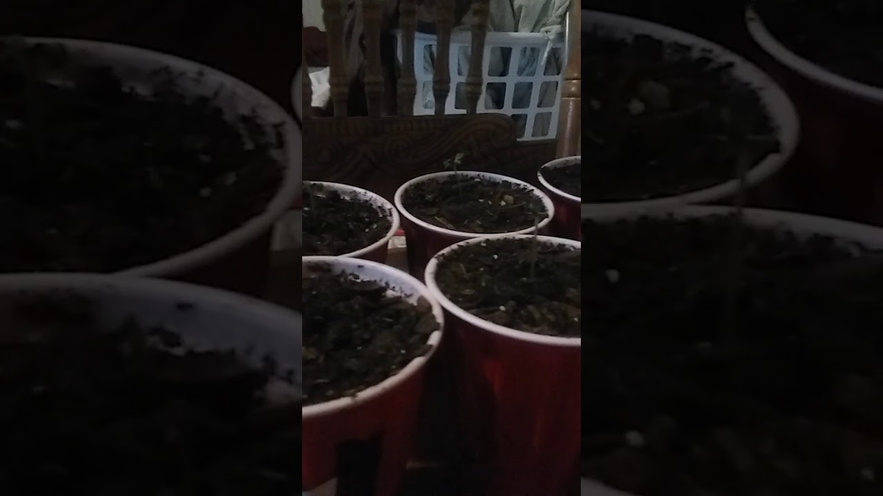 Gyo seed bank