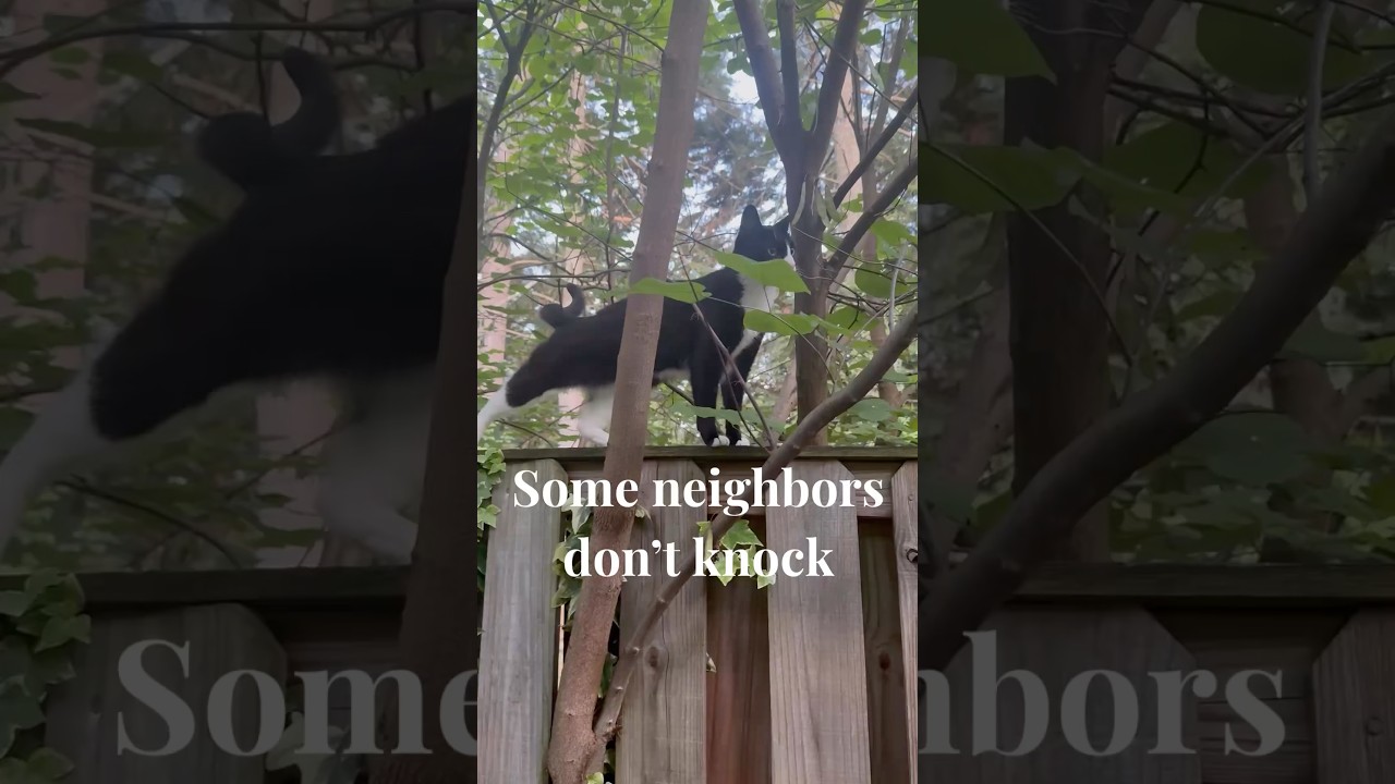 The Cutest Fence Inspector You&rsquo;ll See Today 🖤🤍 #cat