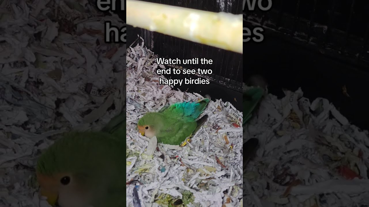 How I clean my female lovebirds cage with nest and eggs #lovebirds #cuteanimals #howto