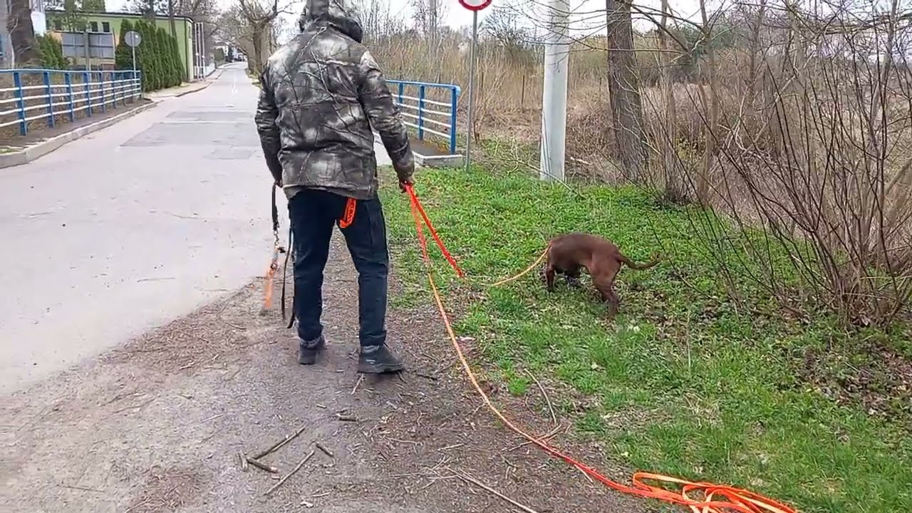 Hunter Posokowiec na ścieżce dzika (szkolenie)