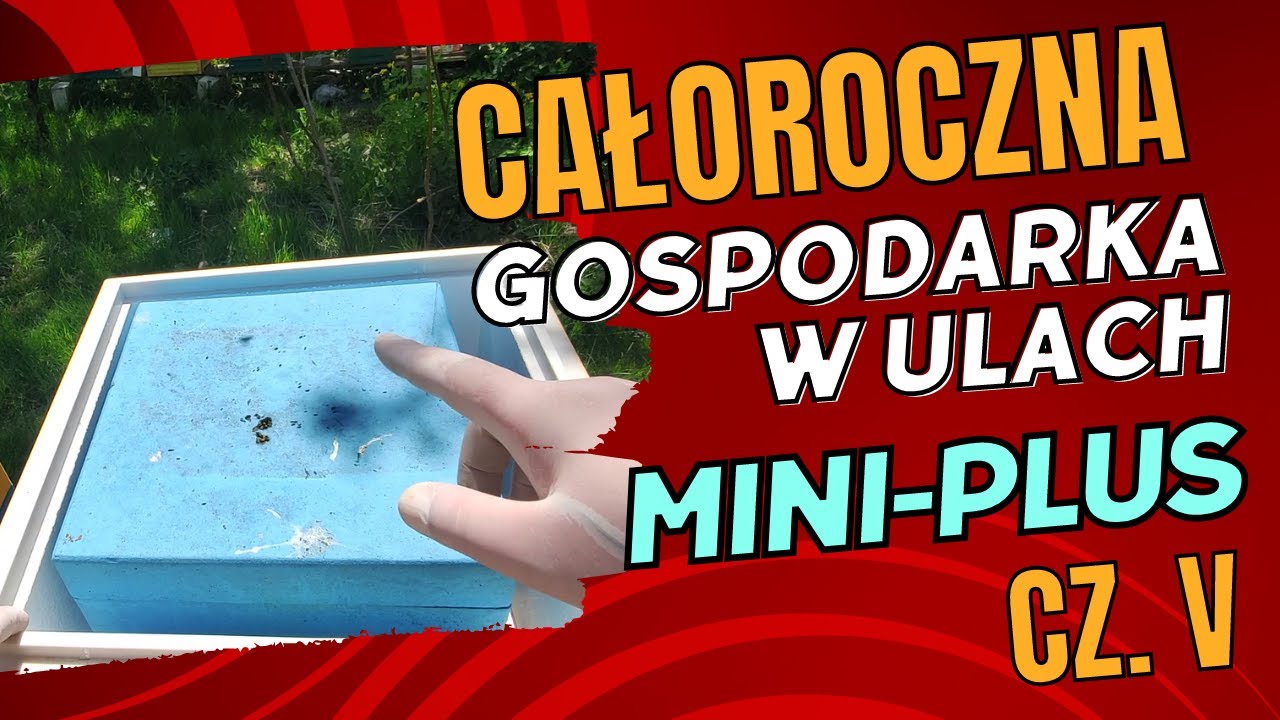 Mini-Plus #5 - Zasiedlanie ulik&oacute;w miniplus w uliku na rodzinie
