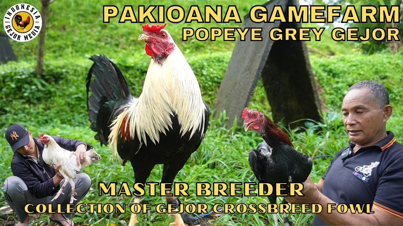 GEJOR PAKIOANA GAME FARM CROSSING CHICKEN COLLECTION
