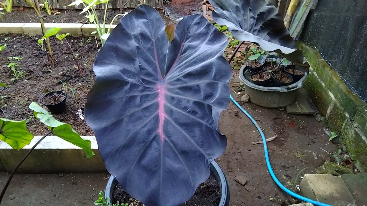 Tanaman Rare Produk Asli Indonesia Colocasia Nirmala