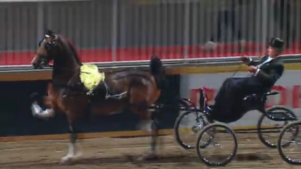 Welsh & Hackney Pony Fine Harness Class 🏆 Carriage Driving 🎩 The Royal Agricultural Winter Fair
