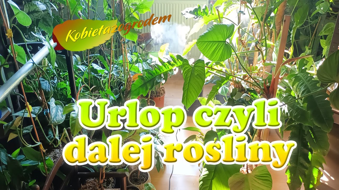 Anthurium i Monstera czyli ja na urlopie