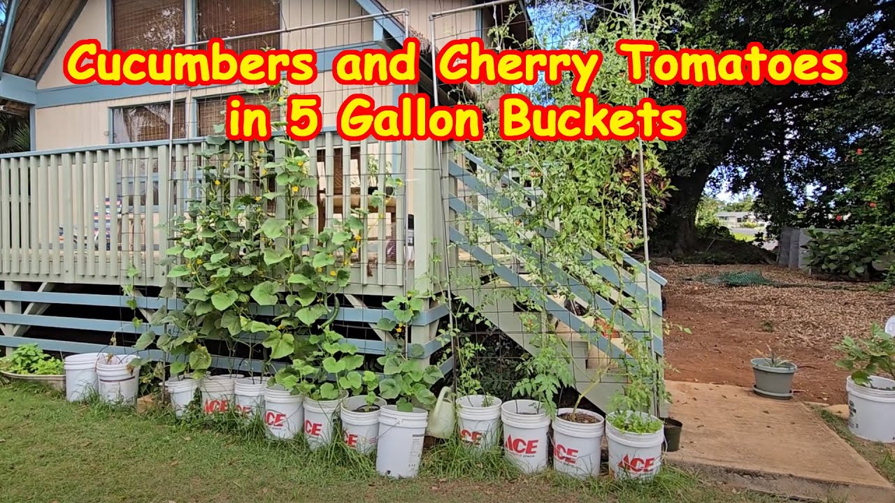 Помидоры черри высотой 10 футов и японские огурцы в ведрах по 5 галлонов