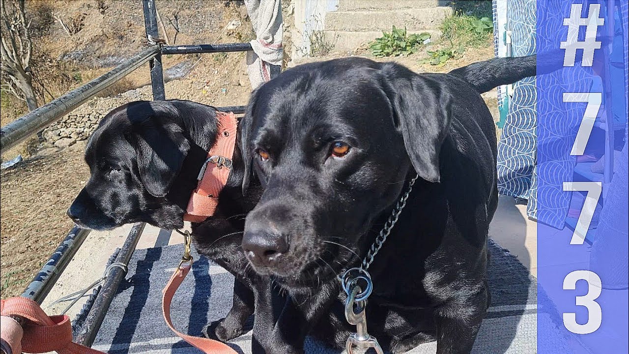 Black  Labrador dogs Rozy & Rhino daily routine