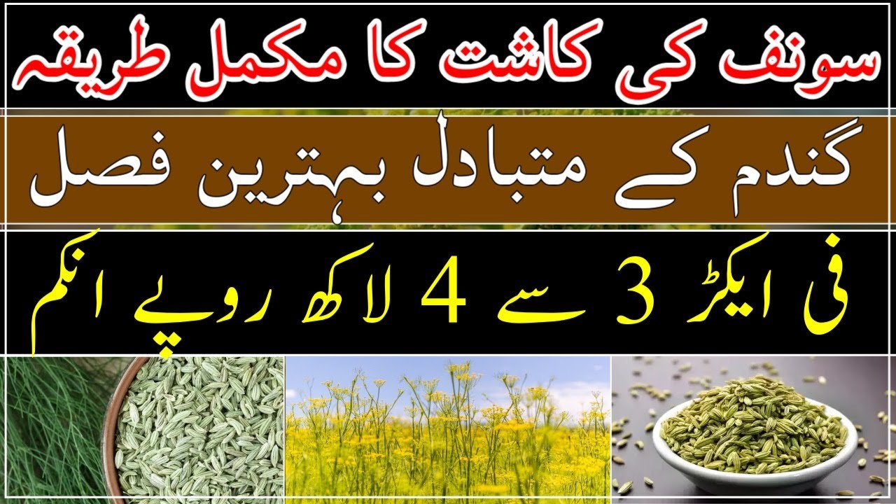 Fennel cultivation in Pakistan| sauna ki kashat Ka tareeqa| Profitable crop in 2024|سونف کی کاشت