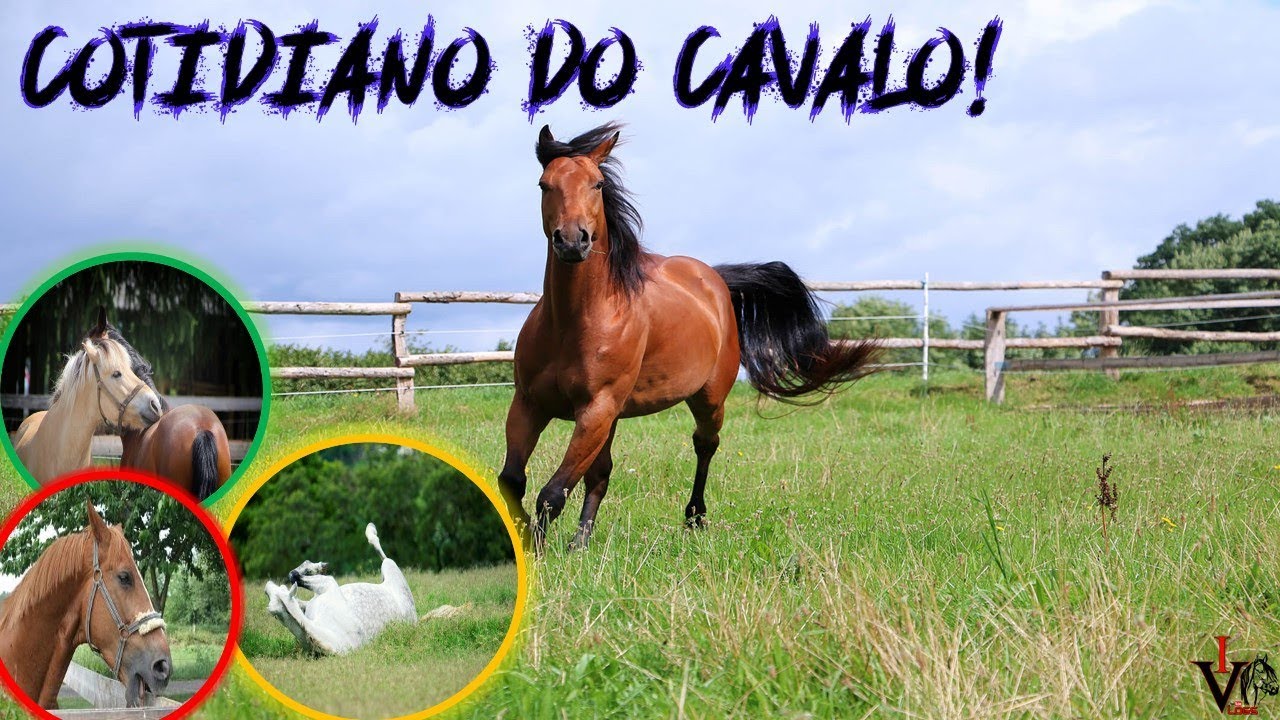 Boas Pr&aacute;ticas de Manejo na Equideocultura - Cotidiano do Cavalo  #03