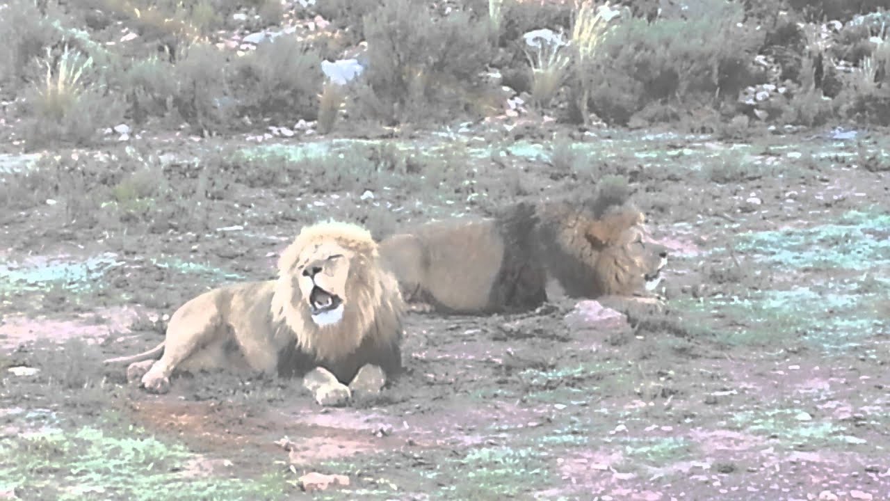 Lions Roar - The Two Tenors - An African Bush Tours Video