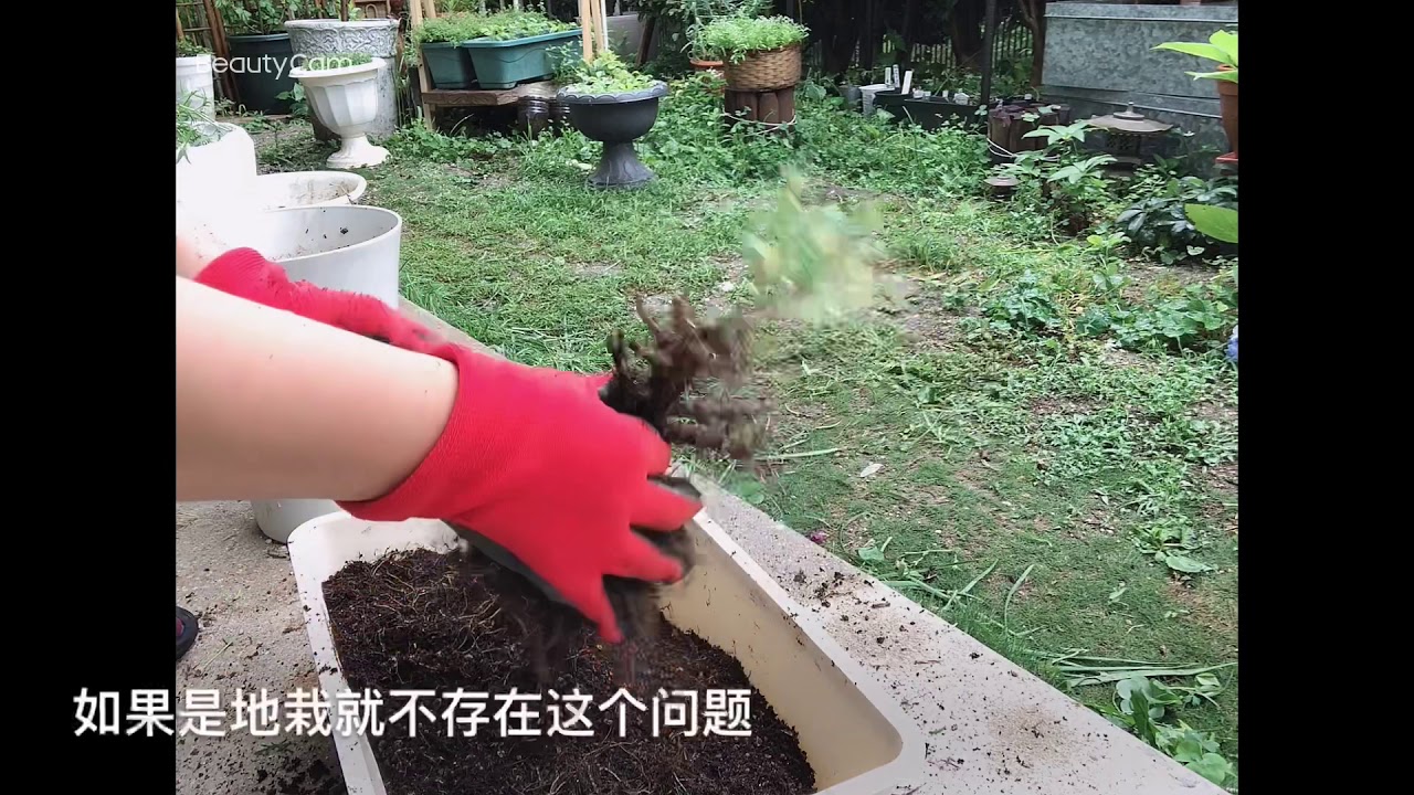 小雏菊玛格丽特的瘦身修剪