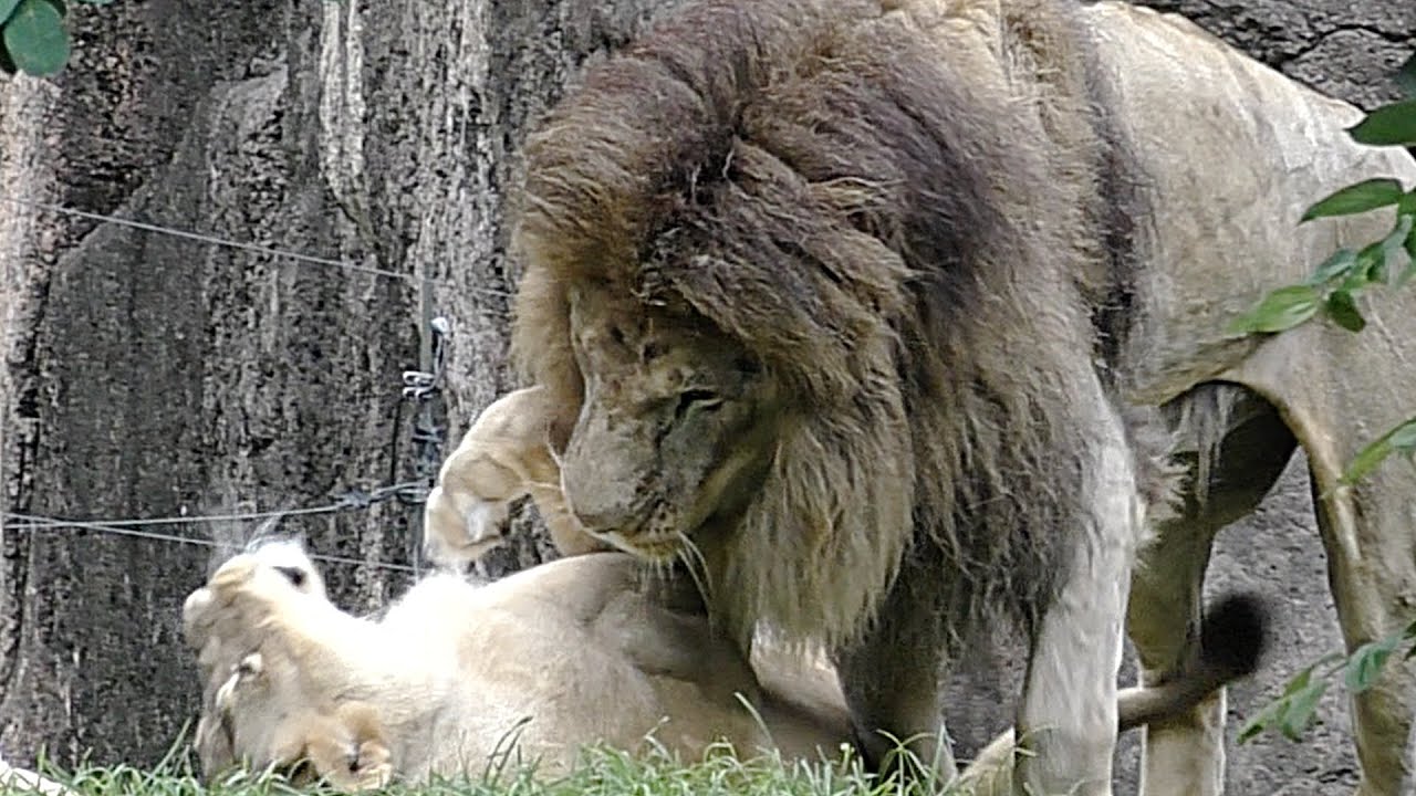 ライオンのカップルは豪快💗ラブシーンも吠える声も【天王寺動物園】