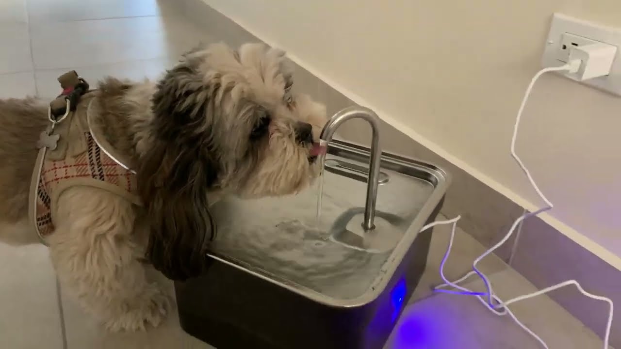 ⭕🔥⭕ Kastty Dog Water Fountain Unboxing and Review! ✅  #productreview #unboxing
