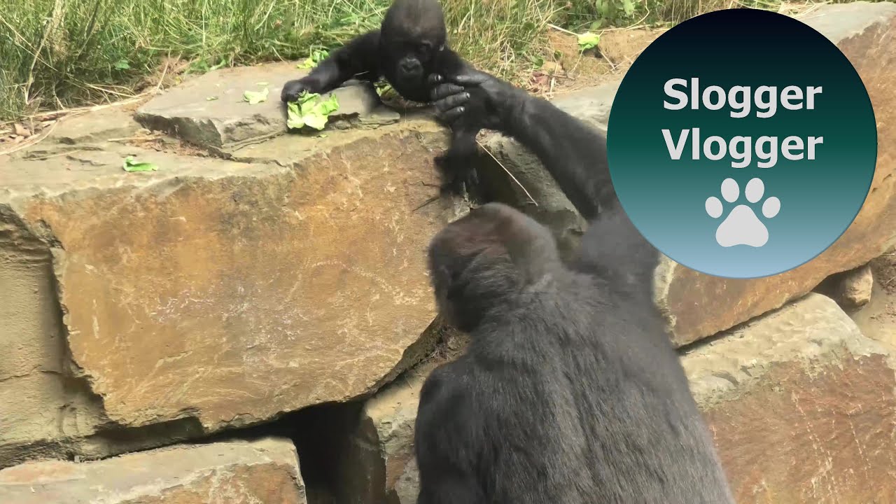 Gorilla Mum Loves Slinging Her Baby Girl On Her Back
