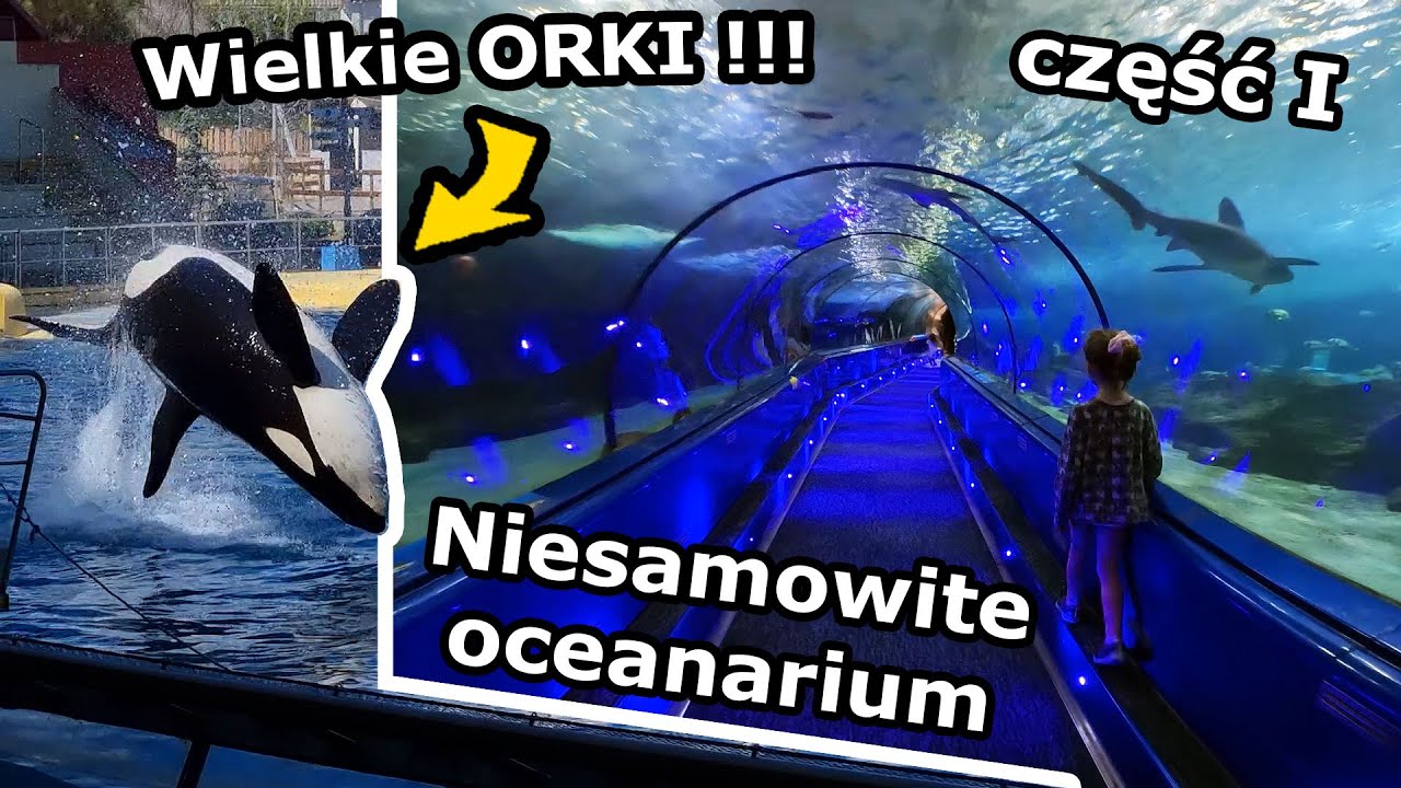 Głaskamy DELFINA w Oceanarium !!! - Pokaz Wielkich OREK w Marineland - Antibes * Część 1 (Vlog 655)
