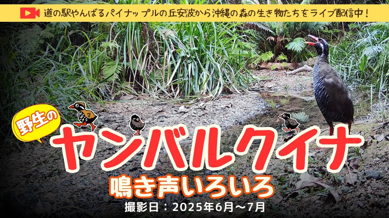 【ヤンバルクイナ・鳴き方いろいろ】野生のヤンバルクイナ・沖縄やんばる生き物ライブ配信 2025年6月～7月撮影
