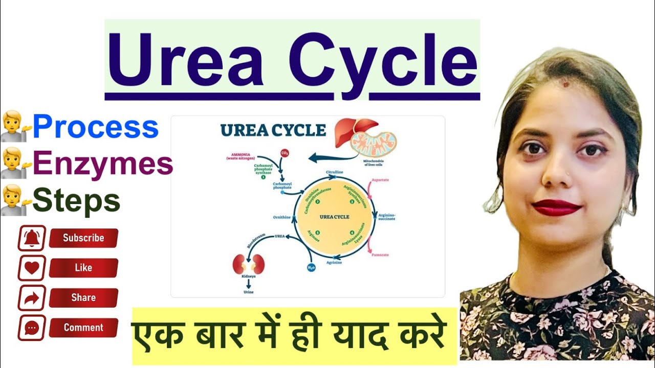 Urea Cycle in Hindi | समझे बिलकुल आसान भाषा में | Steps | Enzymes | Conversion of ammino acid - urea