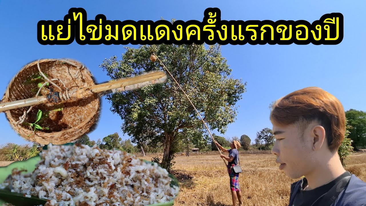 Ep: 1256 หาเลาะแย่ไข่มดแดงครั้งแรกของปี จะได้หรือไม้มาลุ้นกันจ้า..........