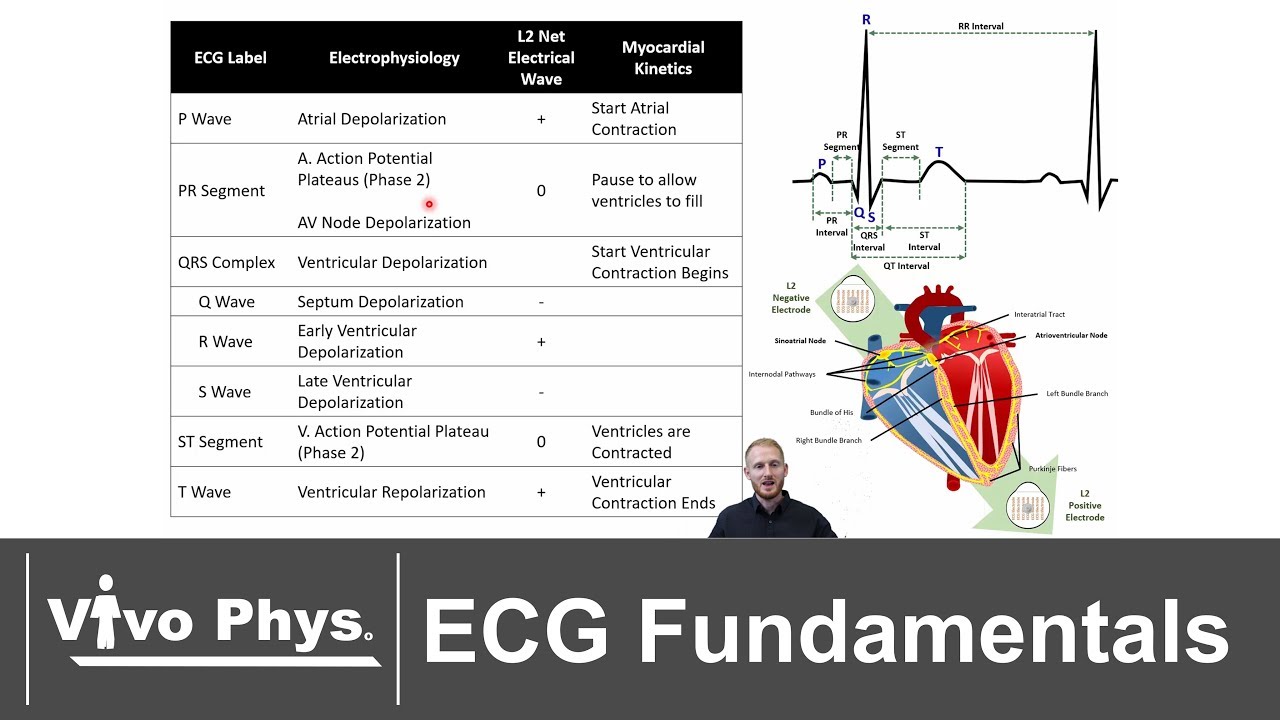 Electrocardiogram Fundamentals