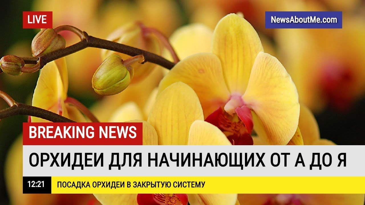 Сажаем орхидею в Закрытую систему.