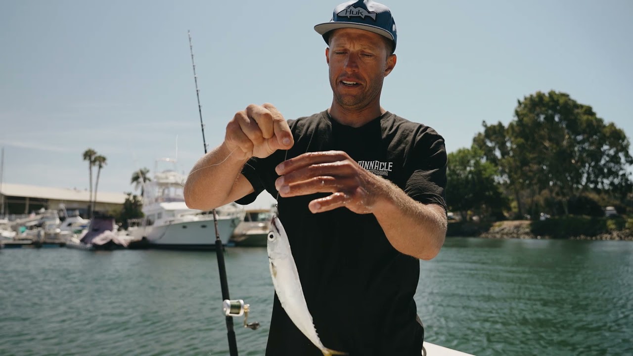 Match The Hatch: Rigging live Mackerel