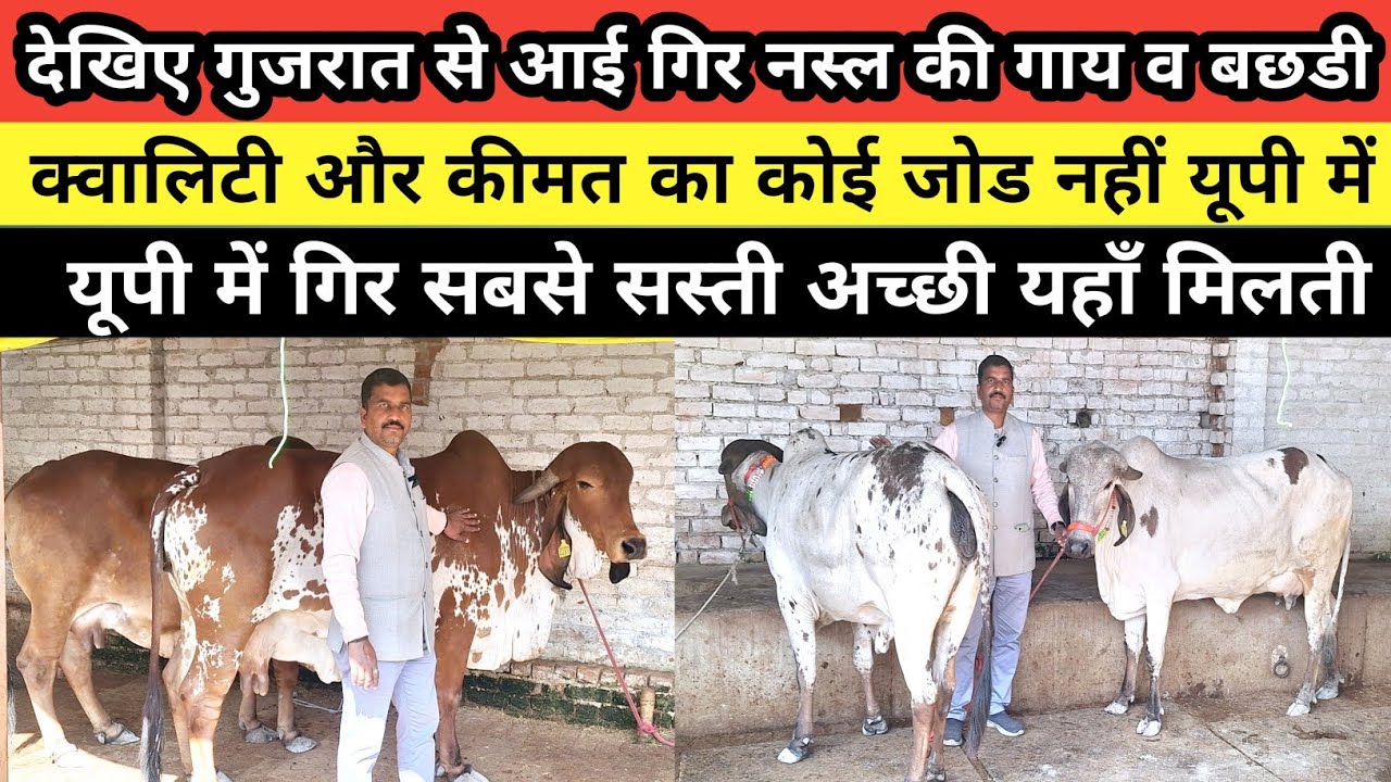 देखिए गुजरात से आई गिर नस्ल की गाय व बछडी लखनऊ में उपलब्ध  || gir cow for sale in lucknow | 