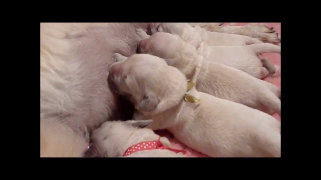 Golden Retriever Puppies, newly born