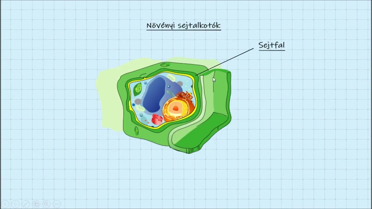 Sejtbiológia 15. rész: Eukarióta sejtalkotók 2