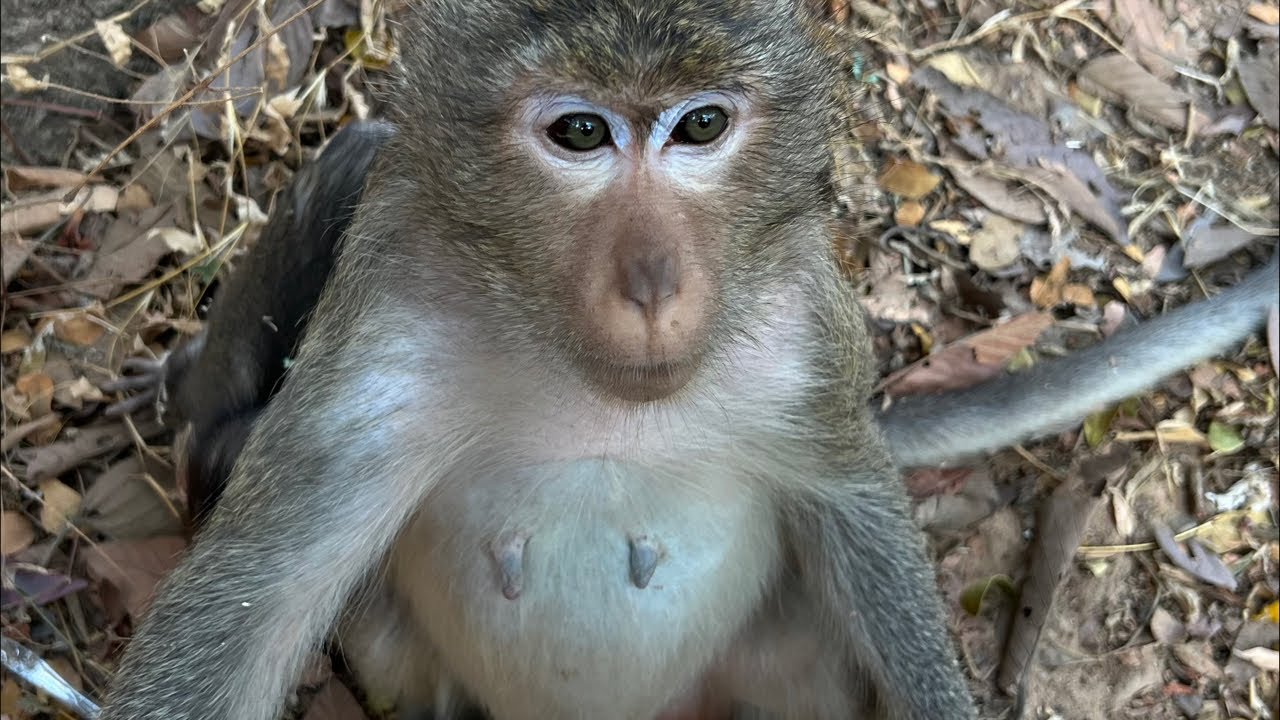 Funny Monkey Daily Life 🐒 | Cute & Smart Monkey Vlog