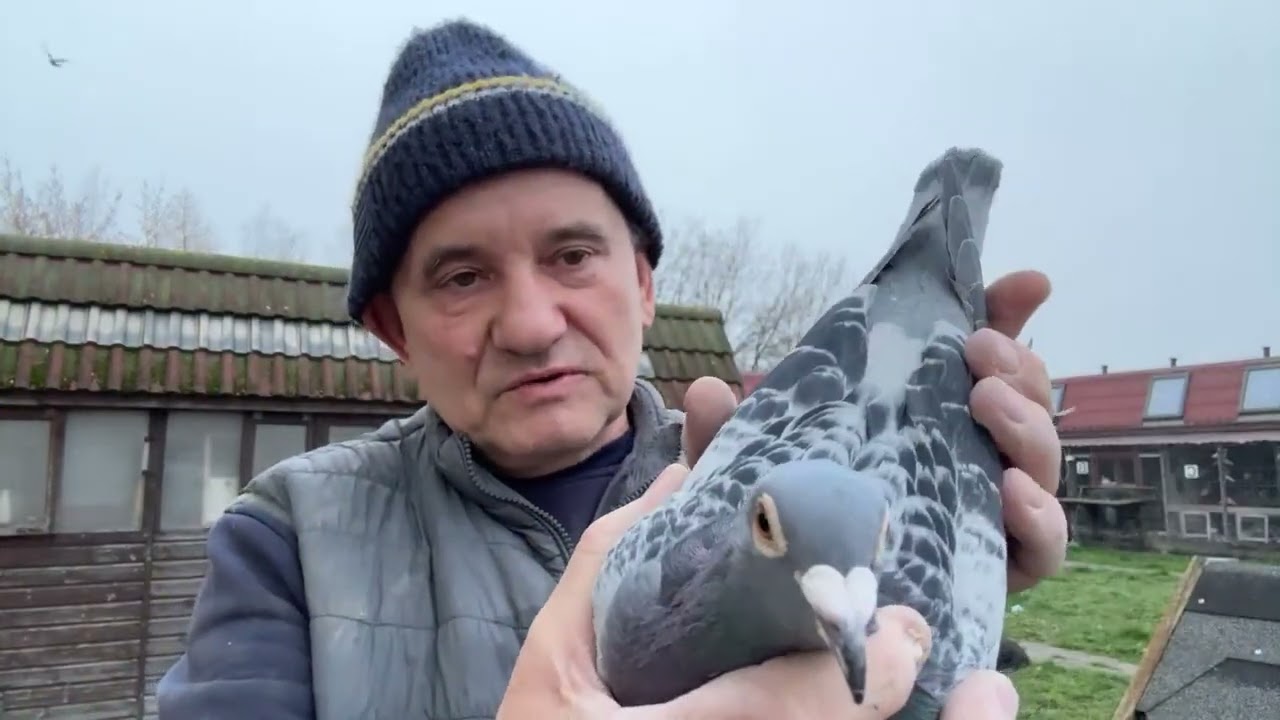 Gołębie Huriccan 51 Vlomans  Ezel 3 As Belgi imbredy do rozpłodu linia Huyskens Van Riel 513016809