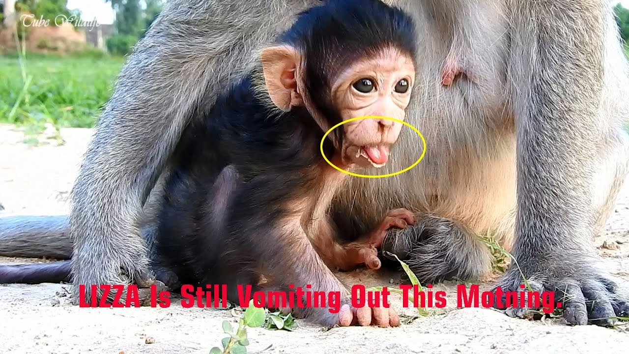 Worry So Much LIZZA Is Still Vomiting Out This Morning, cos of Milking Too Much or Not Good Health?