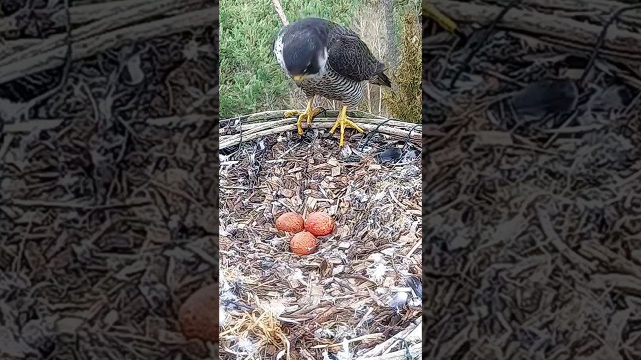 #birds #nest #wildlife #birdofprey #nature #animals #falcon