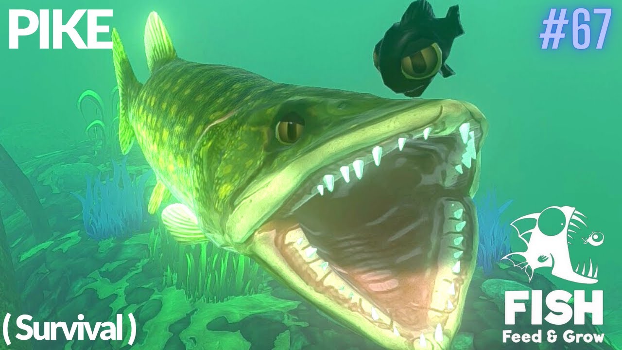 Feed And Grow Fish : Pike (Survival)