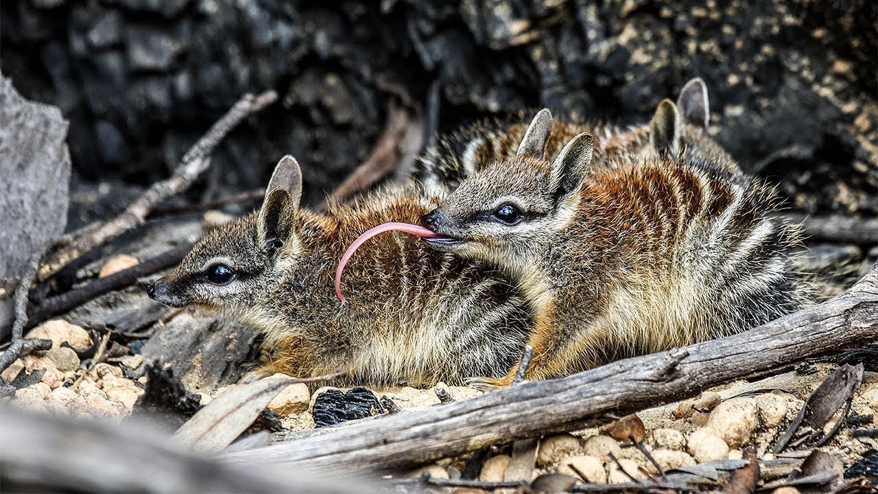 Numbats | Magical Land Of Oz: Making Magic