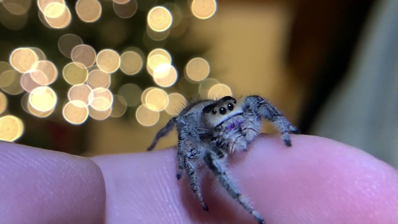 Regal jumping spider chewing her feet and cleaning her fangs Macro lense 