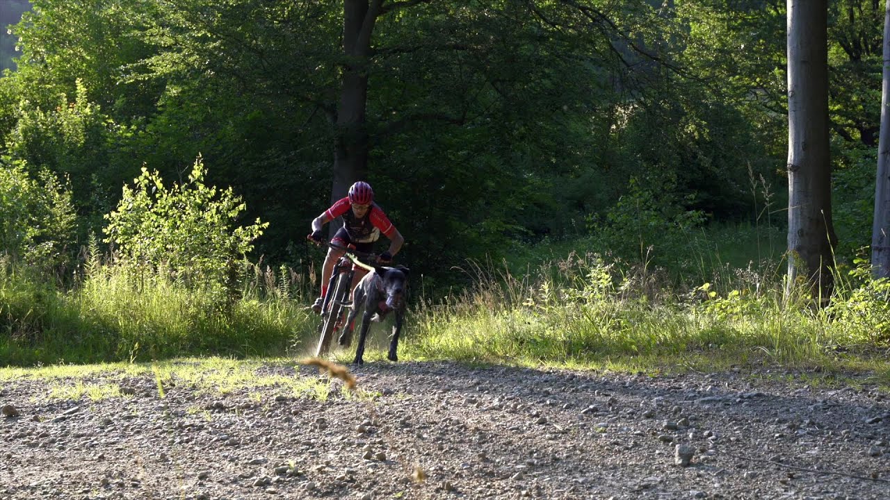Bikejoring to coś więcej niż sport