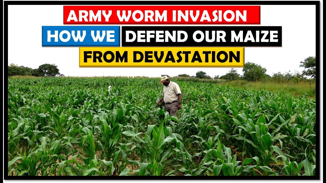 Maize Farming: Army Worms Keep Attacking our Crop: How We Defend our Maize Crop against them.