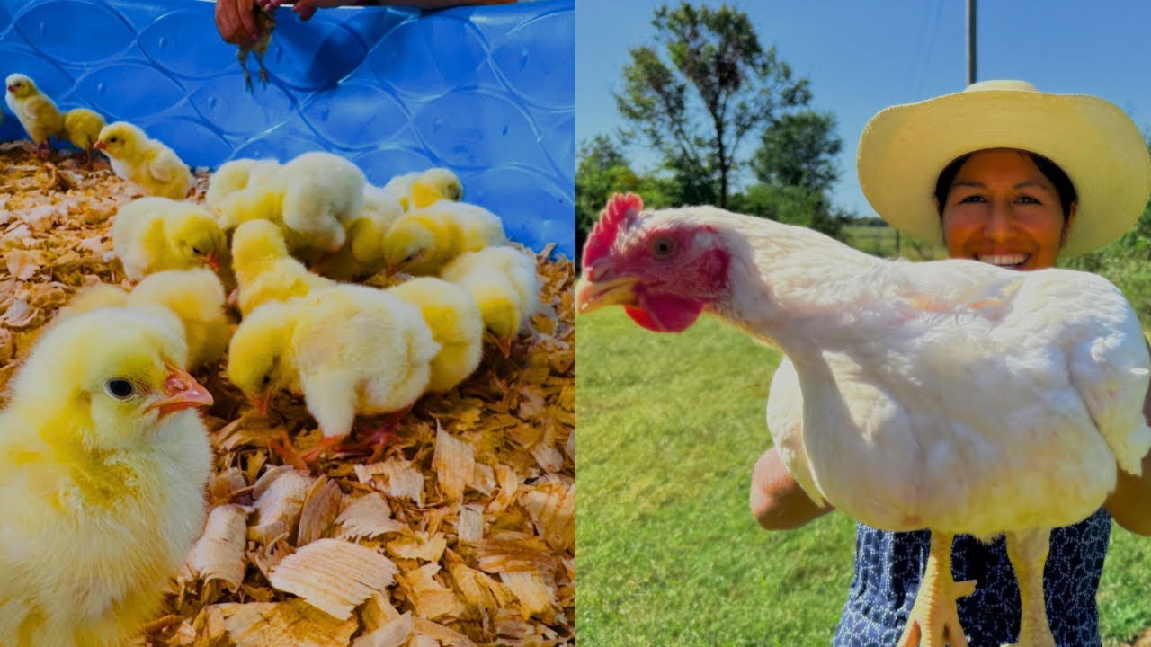 CÓMO Criar POLLOS de ENGORDE en Casa de principio a fin🐥 🐔/Lucy Rich
