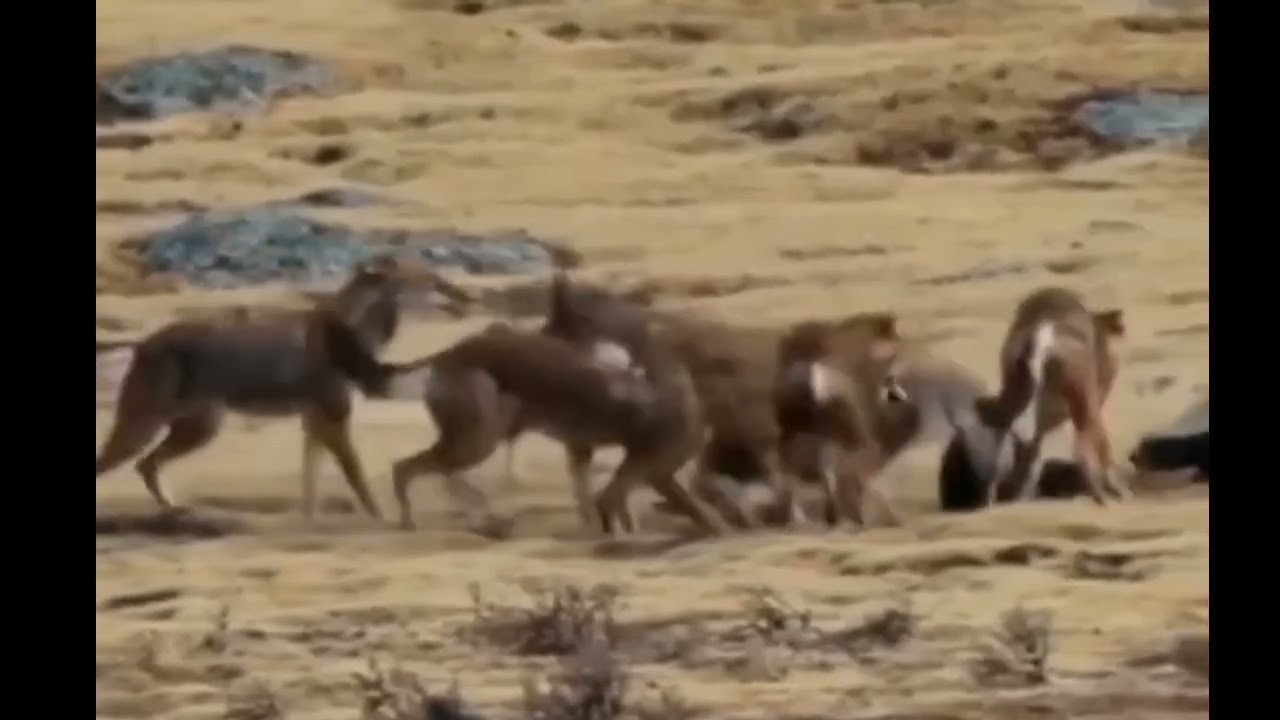 Honey Badgers vs wild dogs