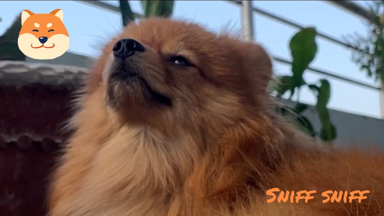 Why is my dog’s nose always moving? Dogs Sniffing 🐶