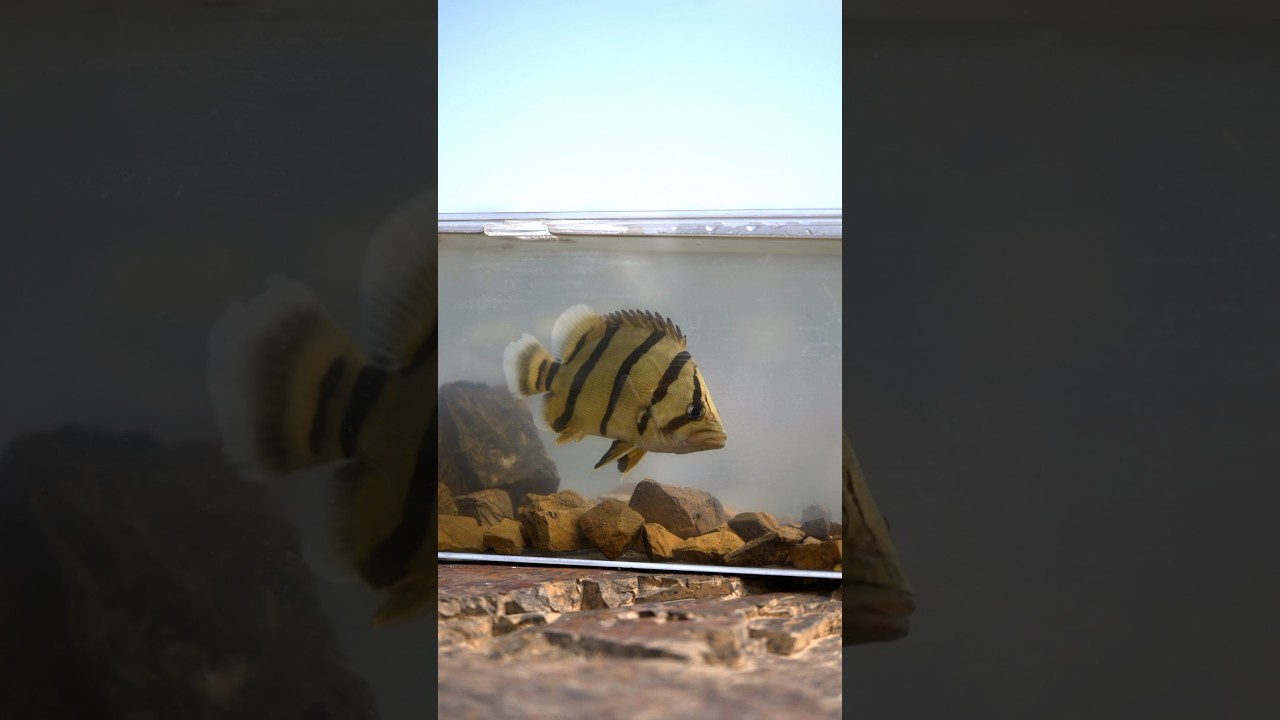 ダトニオを捕まえて水槽を作る🇰🇭
