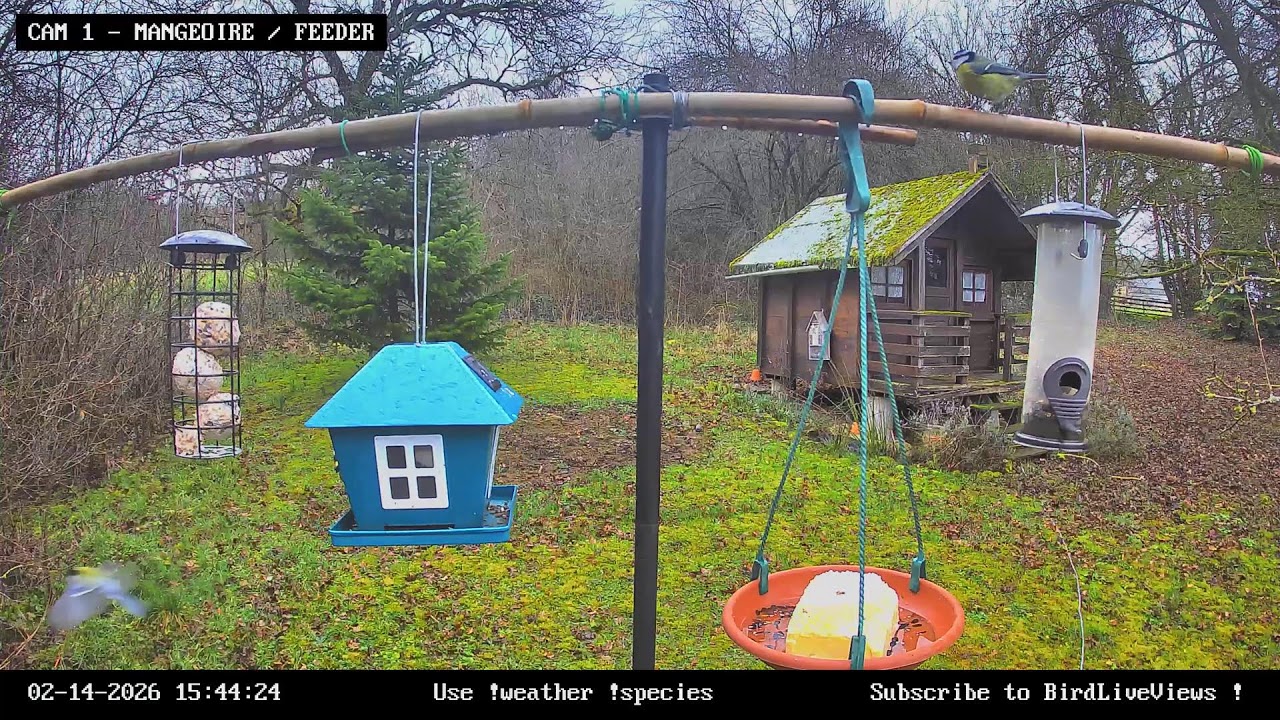 CAM 1 - Mangeoire à oiseaux / Garden Bird Feeder